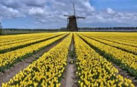 /album/amsterdam/flor1-jpg/